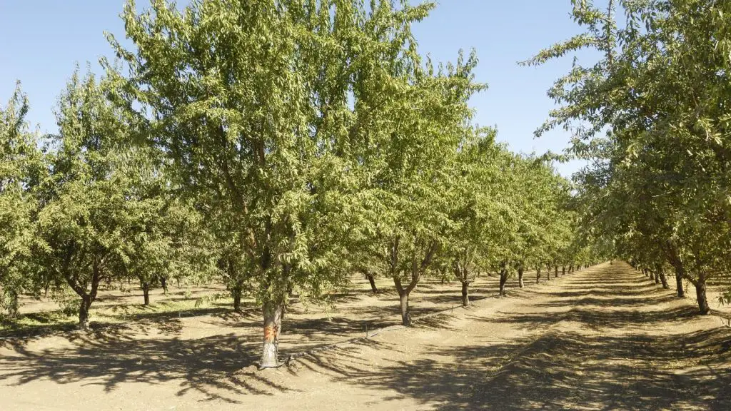 Is Almond Firewood Any Good for Burning? 3 almond trees in a row in an orchard