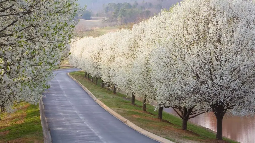 bradford pear trees