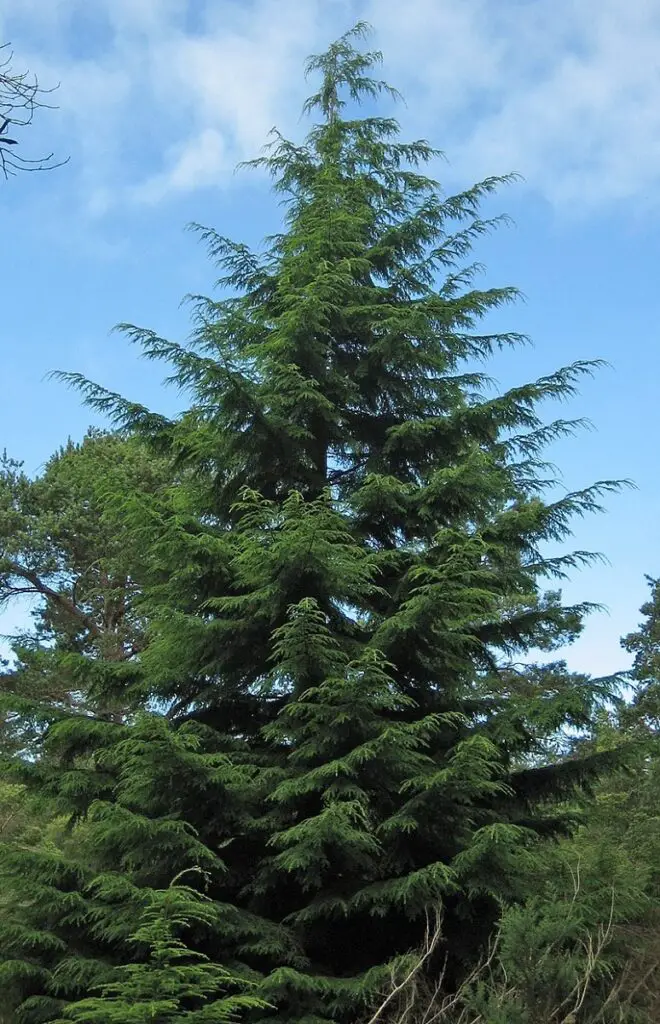 hemlock tree