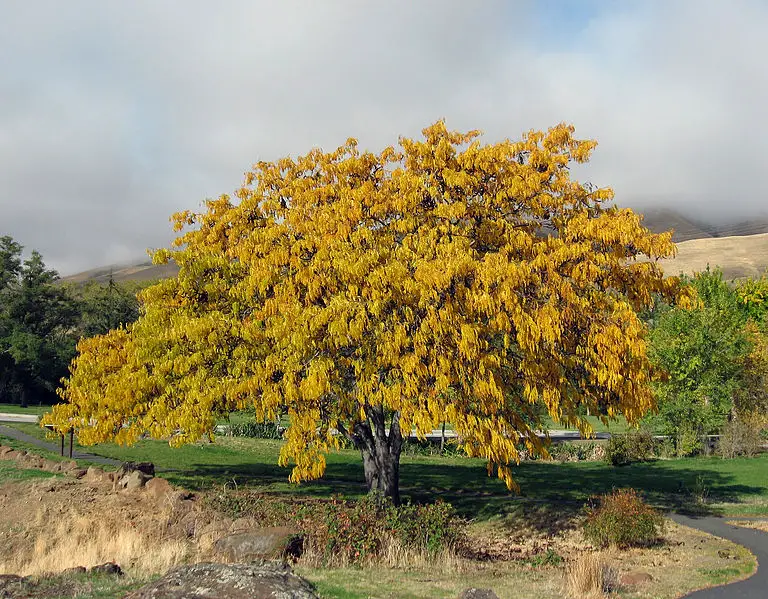 honey locust tree