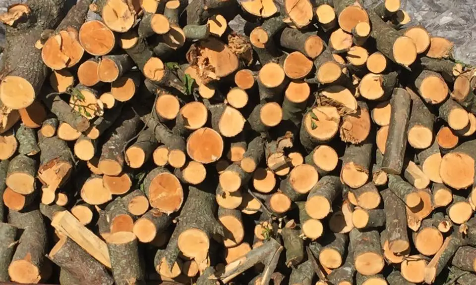 Is Pear Firewood Any Good for Burning? 1 pear firewood