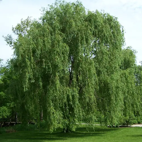 Is Willow Firewood Any Good for Burning? 3 Willow Tree